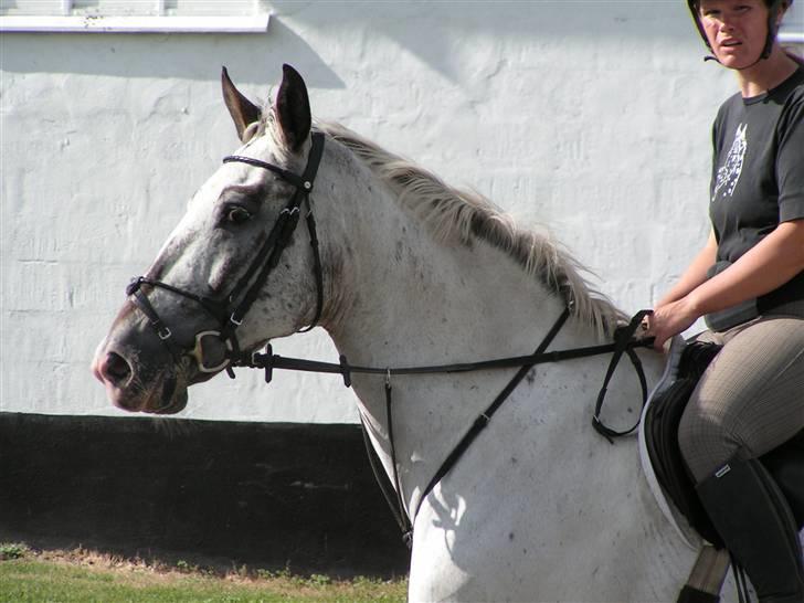 Knabstrupper Timian KNN 2165 - Timian til sit første stævne. billede 3