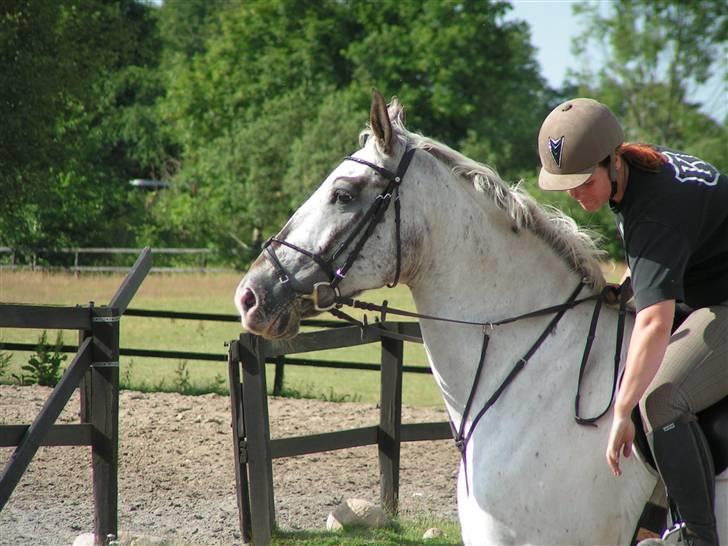Knabstrupper Timian KNN 2165 - Mange ting at kigge på. billede 4
