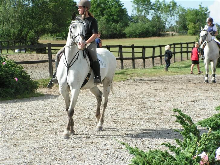 Knabstrupper Timian KNN 2165 - Ud at gå. billede 6