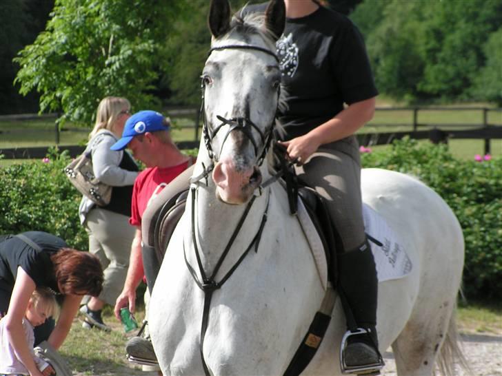 Knabstrupper Timian KNN 2165 - Tager du billeder af mig? billede 7