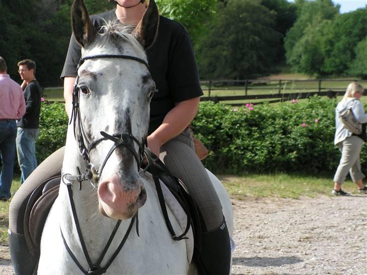 Knabstrupper Timian KNN 2165 - Ok, så lidt tættere på. billede 8