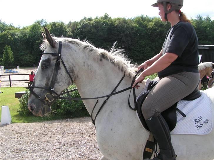 Knabstrupper Timian KNN 2165 - Nøj, hvor de andre hopper. billede 9