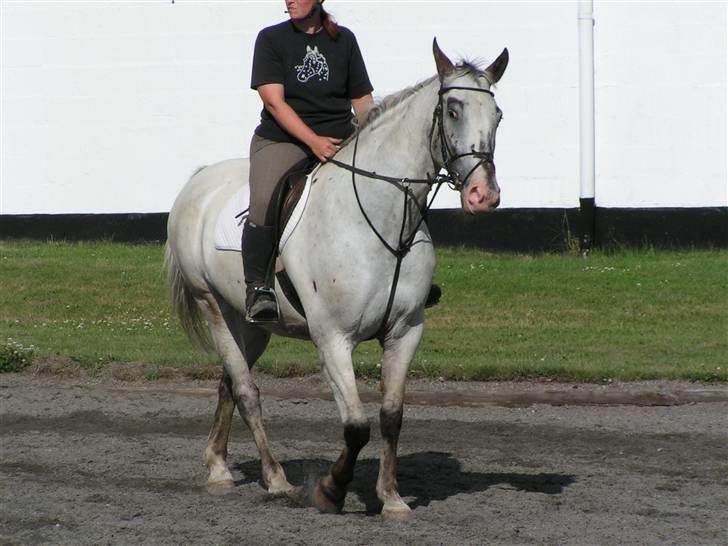 Knabstrupper Timian KNN 2165 - Lunte,lunte. billede 10