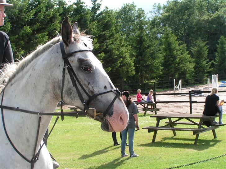 Knabstrupper Timian KNN 2165 - Hmmm... billede 11