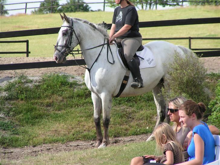 Knabstrupper Timian KNN 2165 - Så er det snart min tur. billede 12