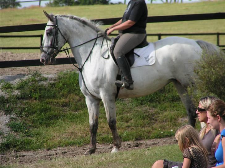 Knabstrupper Timian KNN 2165 billede 13