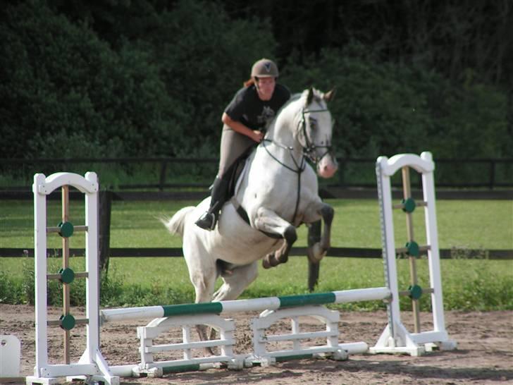 Knabstrupper Timian KNN 2165 - Desværre det eneste gode billede af mig der springer. billede 14