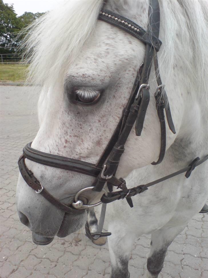 Anden særlig race Nunu billede 12