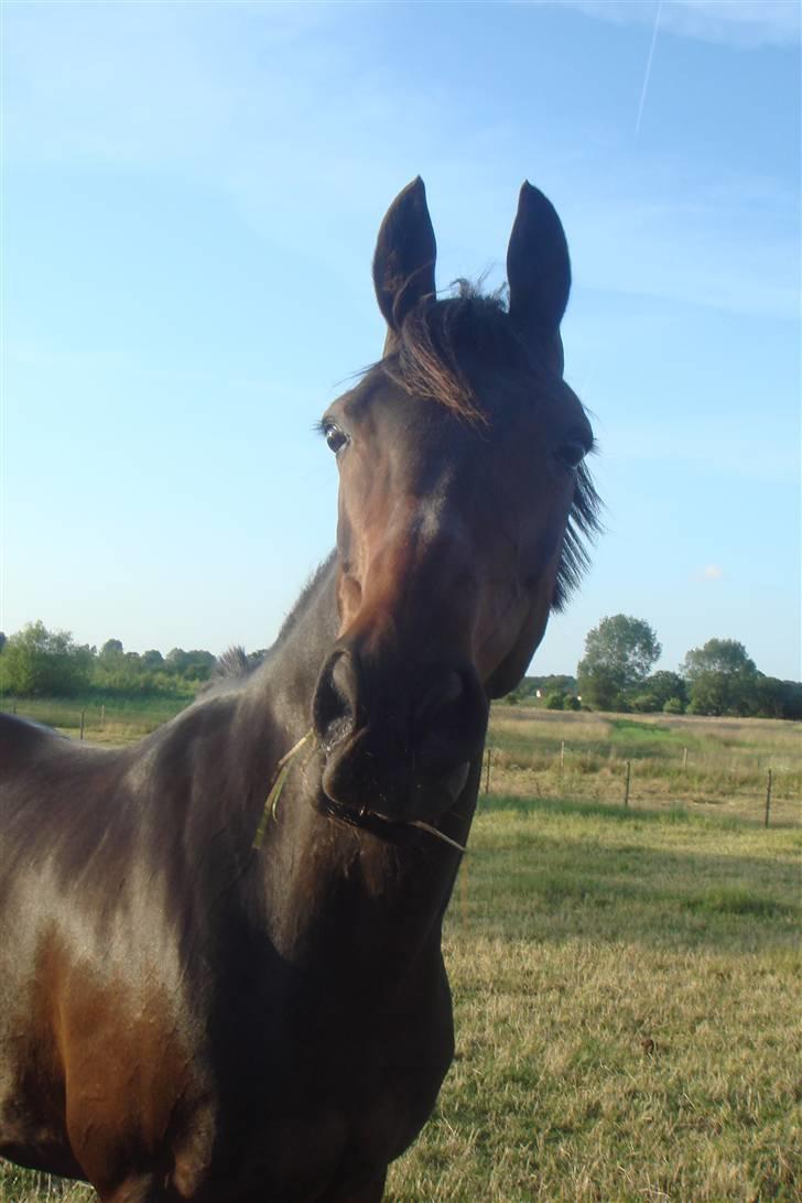 Anden særlig race Khanyze billede 20