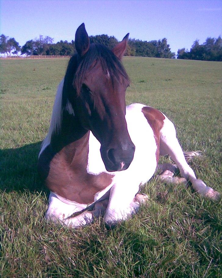 Pinto Lundhøjgårds Intermezzo - En træt babyhest en (lidt for) tidlig morgen på sommerfolden 2009 (:  billede 9