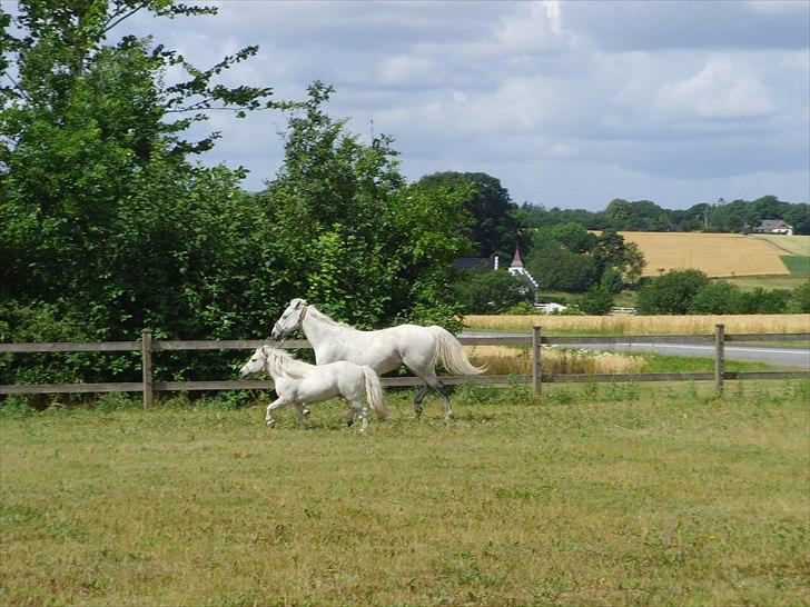 DSP Dundee:. <3 - hestene på en løbetur :) billede 5