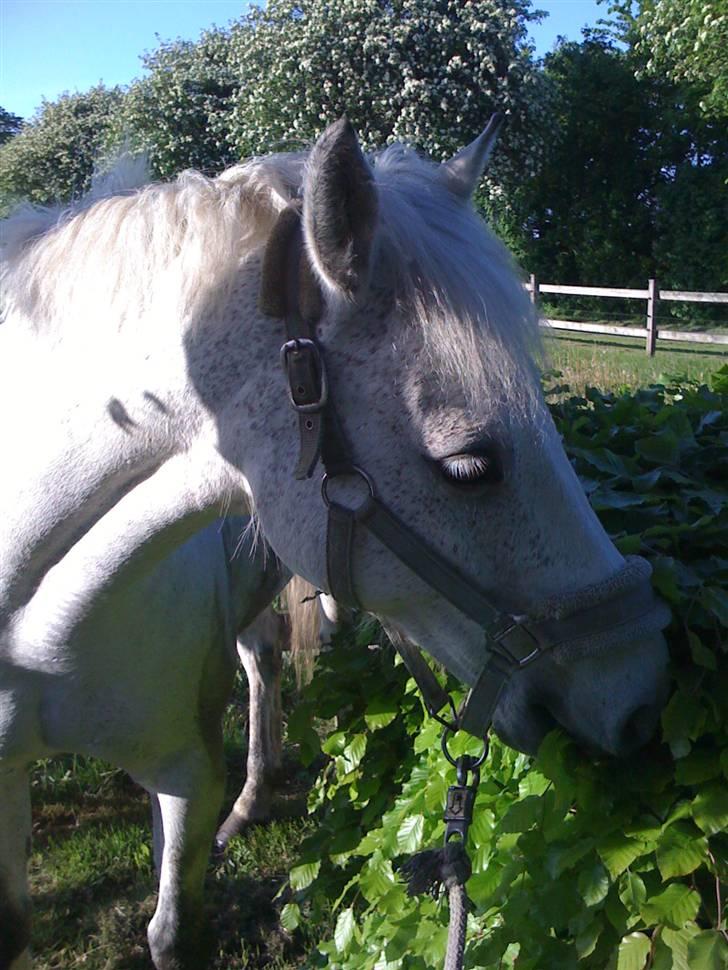 DSP Dundee:. <3 - også lige en bid af busken guf :P billede 8