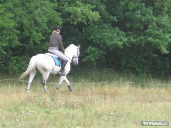 DSP Dundee:. <3 - dressur hos ida  billede 10