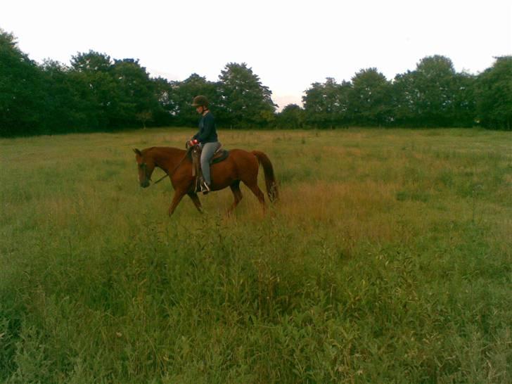 Anden særlig race Peter Pan (HIMMEL HEST) - En dejlig travetur i persillen billede 11