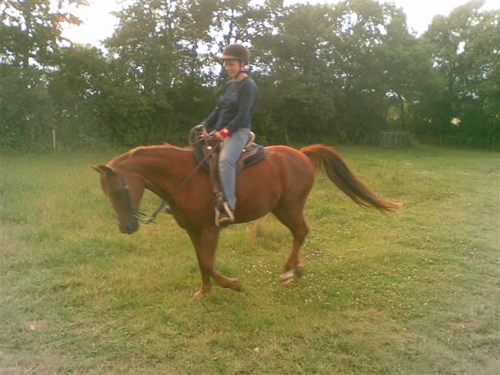 Anden særlig race Peter Pan (HIMMEL HEST) - Lidt galop rodeo kunne den gamle pony også lave :-) billede 12