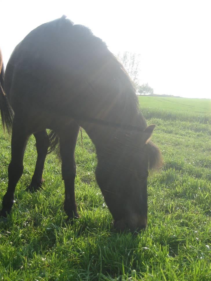 Pinto bonnie østerlund - smukke pony. billede 1