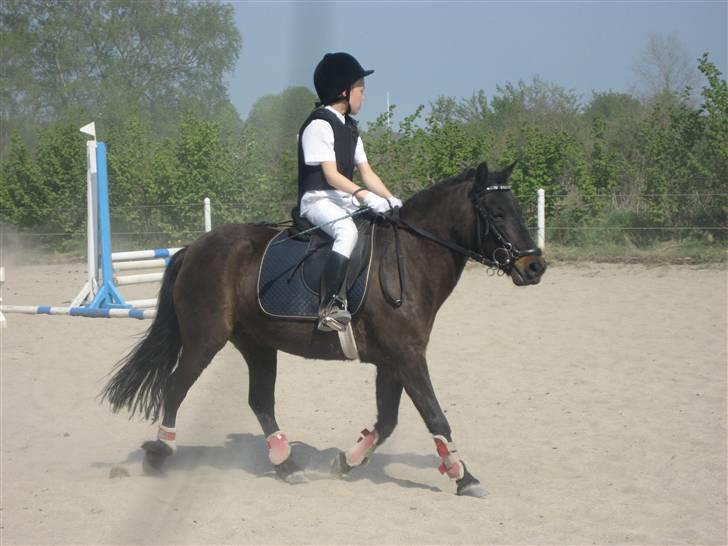 Pinto bonnie østerlund - her er vi til stævne i krikkerne. billede 2