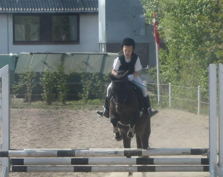 Pinto bonnie østerlund - springer en lc på krikkeren billede 3