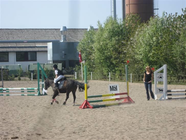 Pinto bonnie østerlund - på krikkeren. billede 4