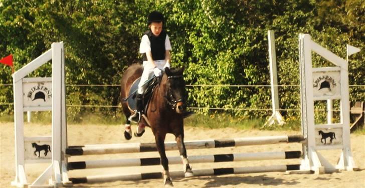 Pinto bonnie østerlund - springer ld på krikkeren billede 5