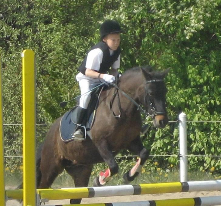 Pinto bonnie østerlund - springer igen på krikkeren i en ld. billede 6