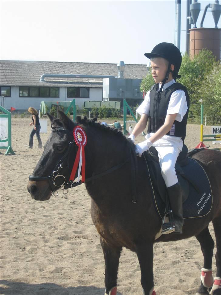 Pinto bonnie østerlund - lige vundet en første plads i en ld. hun er så god. billede 8