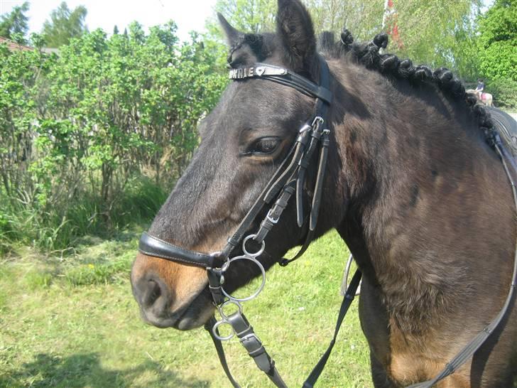 Pinto bonnie østerlund - smukke bonnie. billede 9