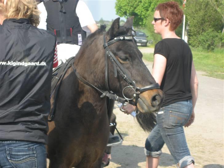 Pinto bonnie østerlund - den smukke nu igen. billede 10