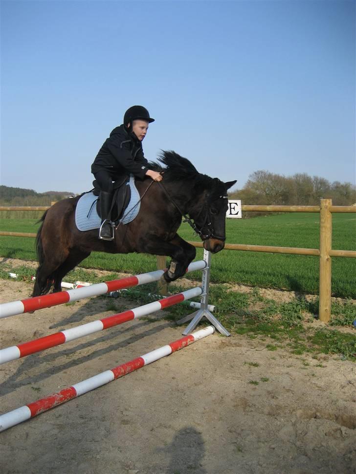 Pinto bonnie østerlund - her springer vi 90 cm. hun er bare så dygtig. billede 13