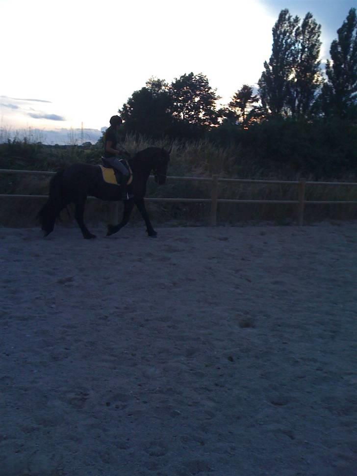 Frieser Rintje  billede 1