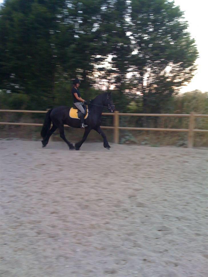 Frieser Rintje  billede 2