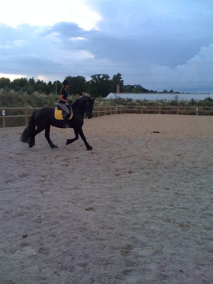 Frieser Rintje  billede 3