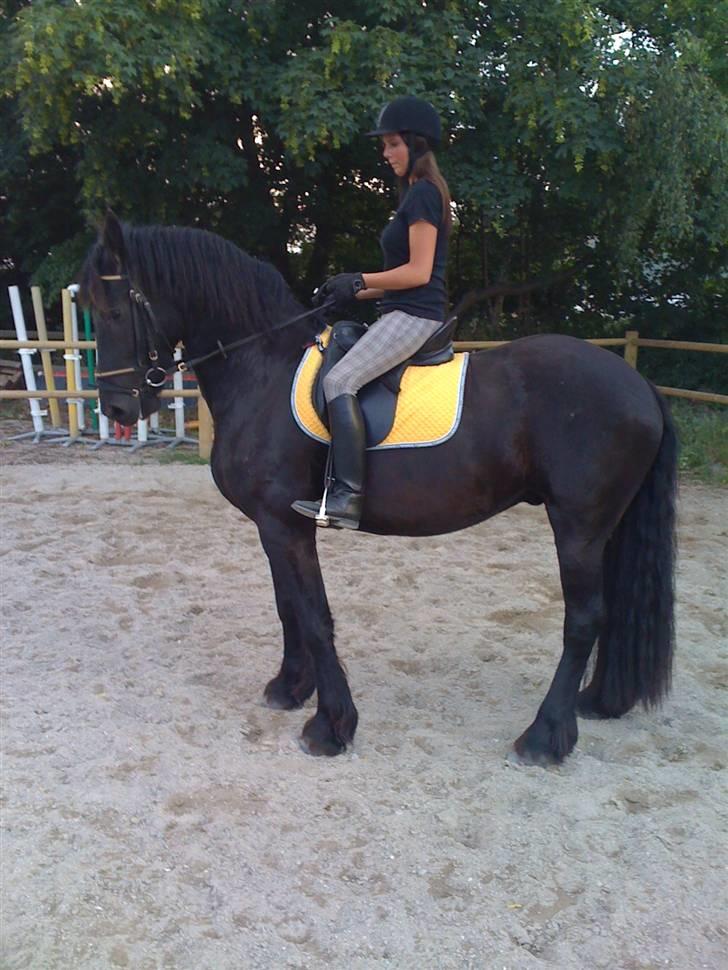 Frieser Rintje  billede 4