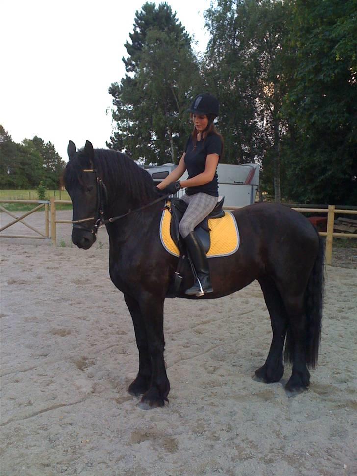 Frieser Rintje  billede 5