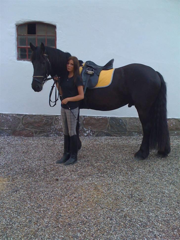 Frieser Rintje  billede 6