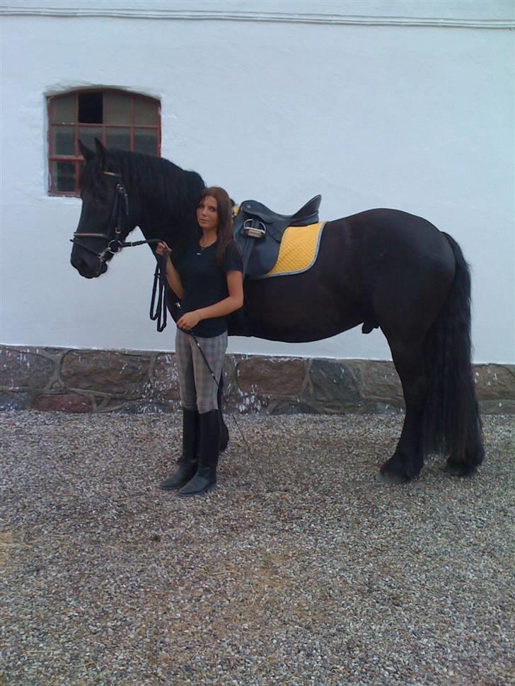 Frieser Rintje  billede 7