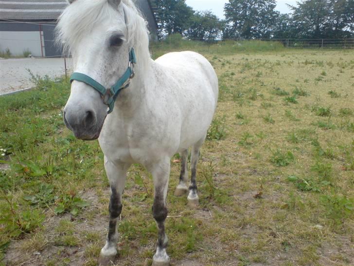 Anden særlig race Nunu billede 11