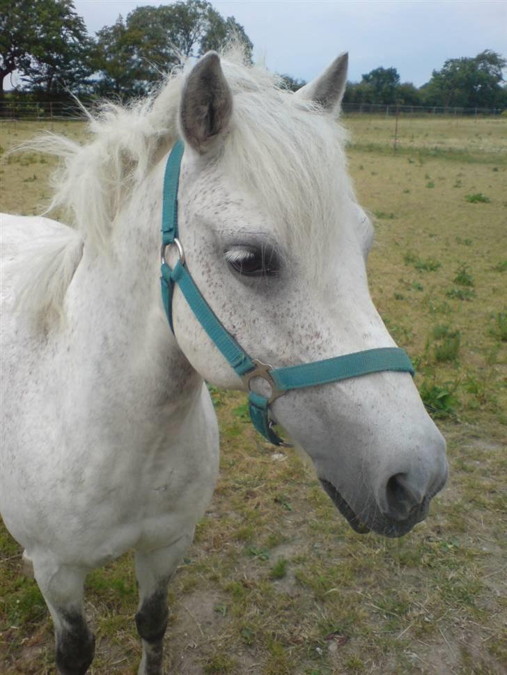 Anden særlig race Nunu billede 13