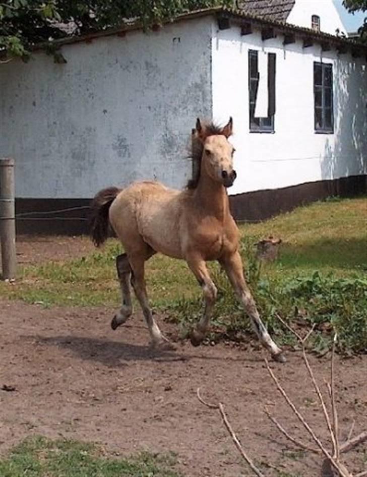Connemara AC-Fearless Å'boy Engvang - Fearless som lille nuser føl billede 14