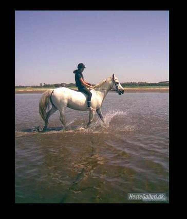 Anden særlig race Oliver Solgt;''( - Sidste strandtur med dig<33 Lig en kommentar og bedømmelse<33 billede 20