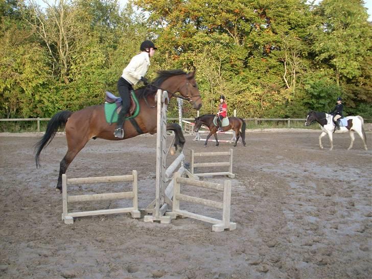 Anden særlig race Don Juan "Gammel part" billede 10