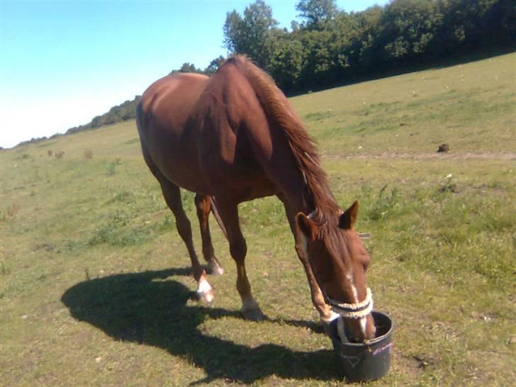 Oldenborg Fabrina ' Min mors billede 7