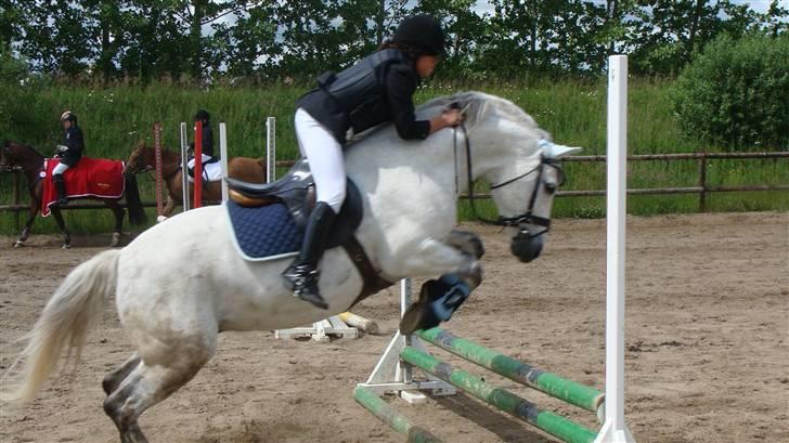 Connemara cantali *SOLGT:'( * - cantali skulle lige lave en elegant spring! billede 10