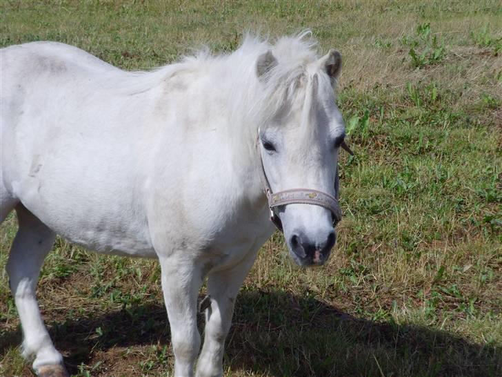 Shetlænder Tøzzen billede 10