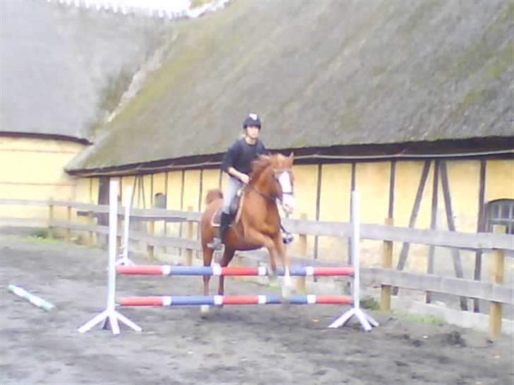 Arabisk fuldblod (OX) lavina - Solgt  billede 13