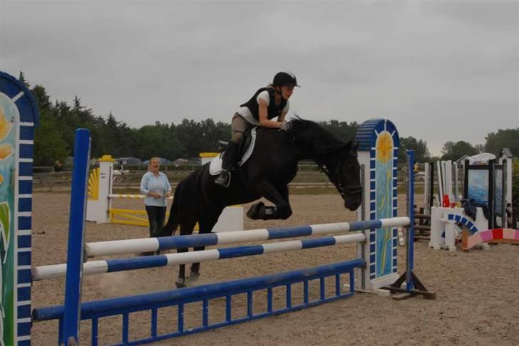 Welsh Cob (sec D) Tolstrups Kahjal - Springer en METER!! Billede: Tess billede 19