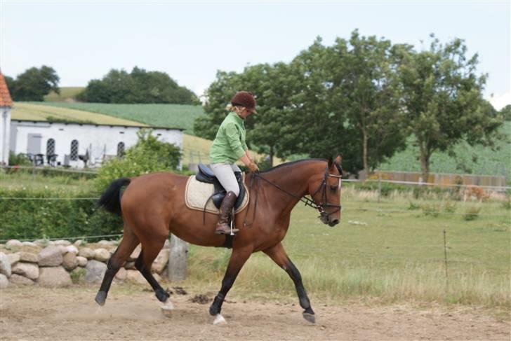 Anden særlig race Chayenne billede 1