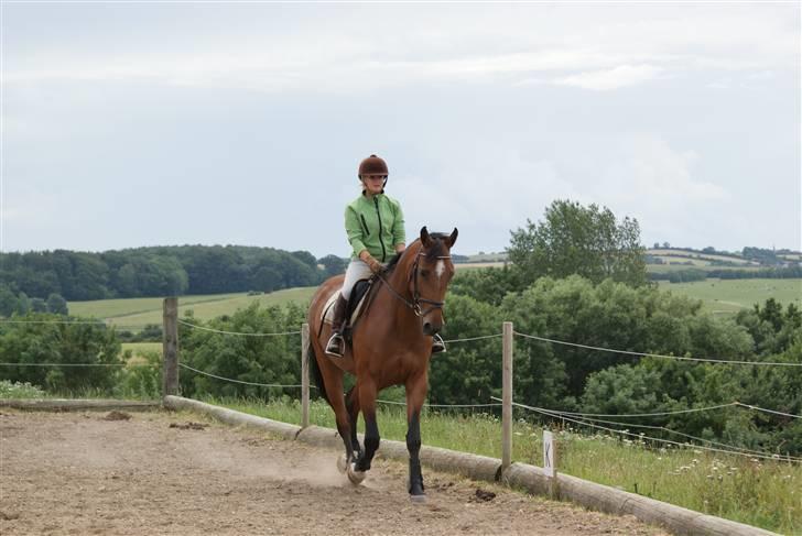 Anden særlig race Chayenne billede 2