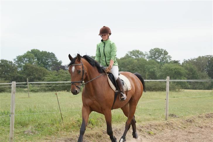 Anden særlig race Chayenne billede 4
