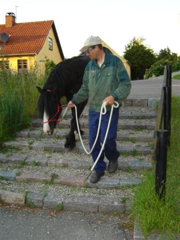 Tinker Zarmora R.i.P - Zarmora er på trapperne.  billede 3